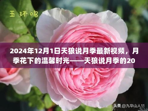 2024年12月1日，天狼说月季的温馨时光记录——月季花下的美好回忆