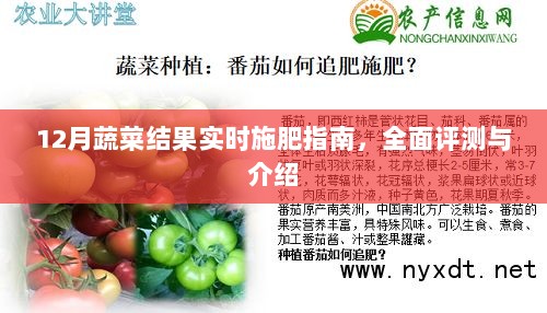 12月蔬菜施肥指南，实时调整，助力果实丰硕生长