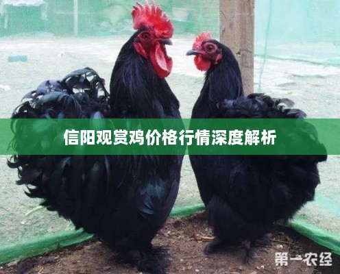 信阳观赏鸡价格行情深度解析