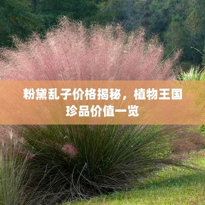 粉黛乱子价格揭秘，植物王国珍品价值一览