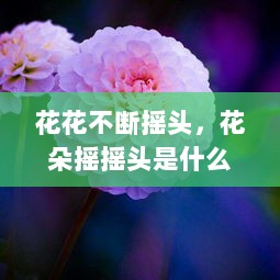 花花不断摇头，花朵摇摇头是什么声音 