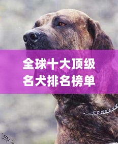 全球十大顶级名犬排名榜单揭晓！