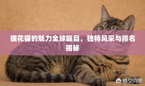 狸花猫的魅力全球瞩目，独特风采与排名揭秘