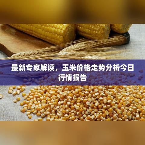 最新专家解读，玉米价格走势分析今日行情报告