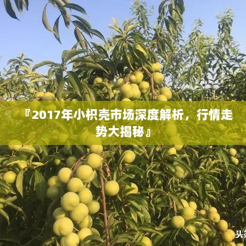 『2017年小枳壳市场深度解析，行情走势大揭秘』