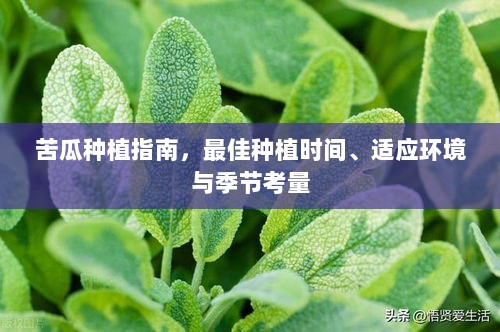 苦瓜种植指南，最佳种植时间、适应环境与季节考量