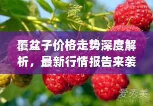 覆盆子价格走势深度解析，最新行情报告来袭！