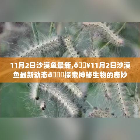 11月2日，沙漠鱼最新动态，探索神秘生物的奇妙世界之旅