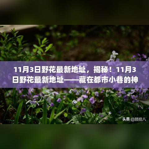 11月3日揭秘，都市小巷中的神秘花园——野花最新地址