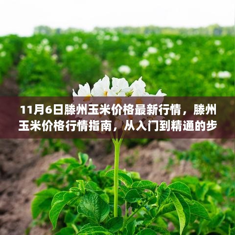 滕州玉米价格行情指南，从入门到精通的步骤详解及最新行情分析