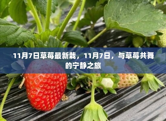 11月7日，草莓新栽，宁静之旅与草莓共舞