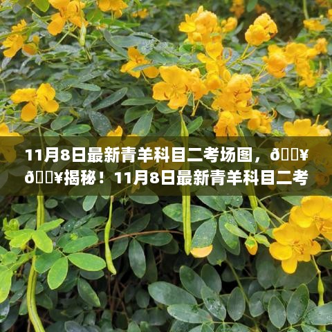 11月8日最新青羊科目二考场图揭秘，助你轻松过关！