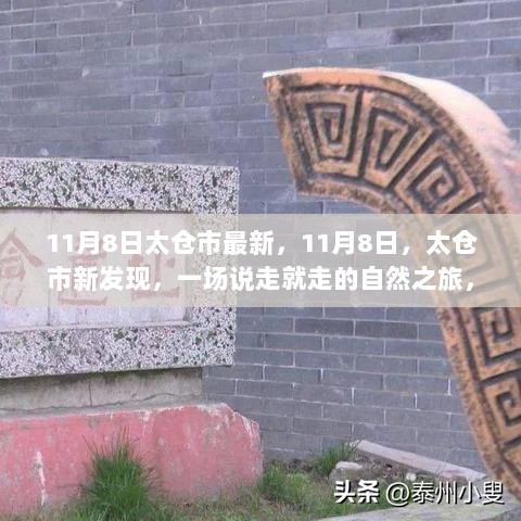 11月8日太仓市自然之旅，寻找内心的平静与喜悦的发现之旅