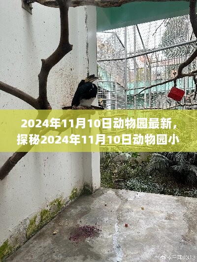 2024年11月10日动物园小巷神秘小店探秘