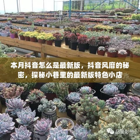 抖音风靡之谜，探秘小巷里的最新版特色小店与更新机制