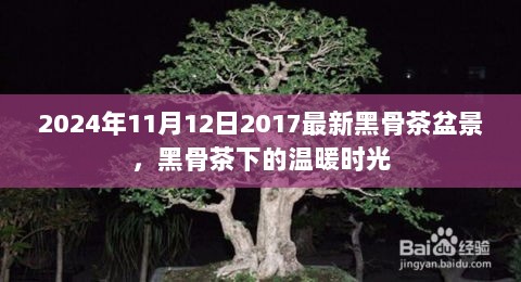 2024年黑骨茶盆景下的温暖时光