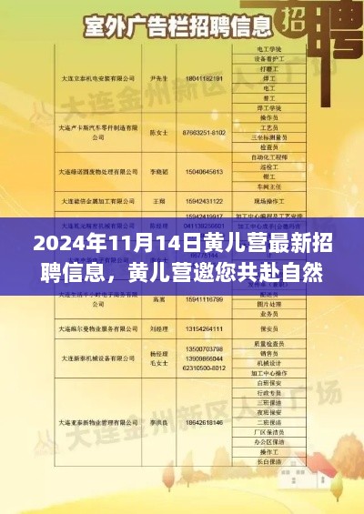 黄儿营2024年11月14日最新招聘信息，共赴自然之旅，诚邀您的加入！