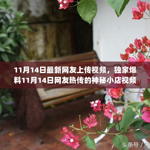 11月14日神秘小店独家探秘视频，隐藏在小巷的独特风味之旅！