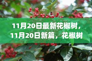 11月20日新篇，花椒树的历史、影响与时代地位