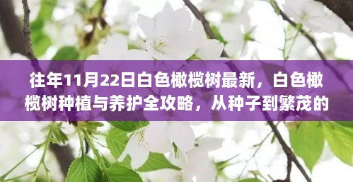 白色橄榄树种植与养护全攻略，从种子到繁茂的步骤指南