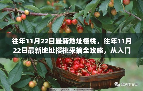 往年11月22日最新地址樱桃采摘全攻略，从入门到精通的详细步骤指南