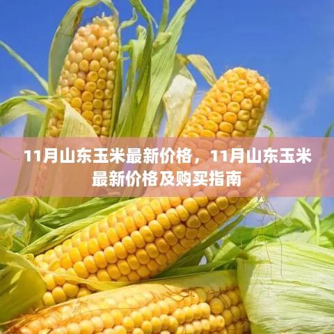 11月山东玉米最新价格及购买指南