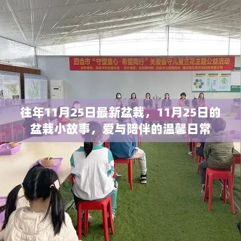 11月25日的盆栽小故事，爱与陪伴的温馨日常