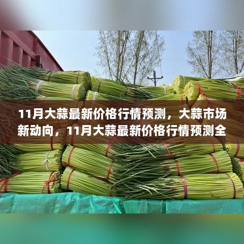 11月大蒜最新价格行情预测与市场新动向全面解析