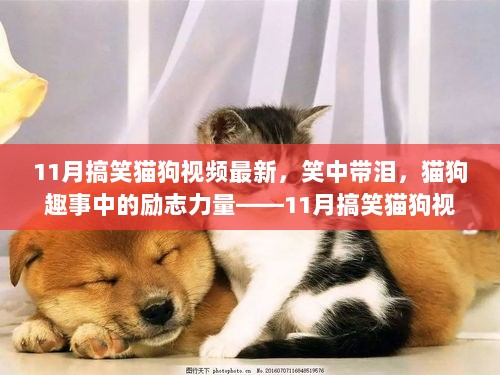 笑中带泪的11月搞笑猫狗视频，励志力量背后的自信与成就感