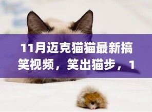 11月迈克猫猫搞笑视频，笑出猫步，魅力与影响无与伦比