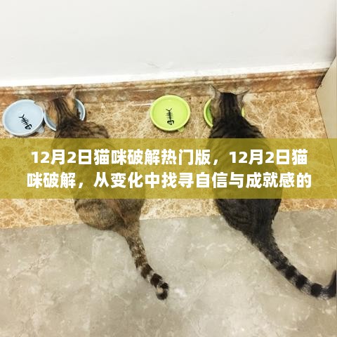 12月2日猫咪破解之旅，自信与成就感的励志探索之旅