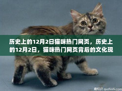 历史上的12月2日，猫咪热门网页与文化现象的深度解析