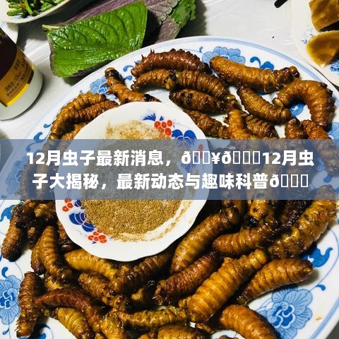 12月虫子大揭秘，最新动态与趣味科普指南