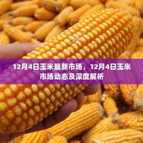 12月4日玉米市场动态及深度解析