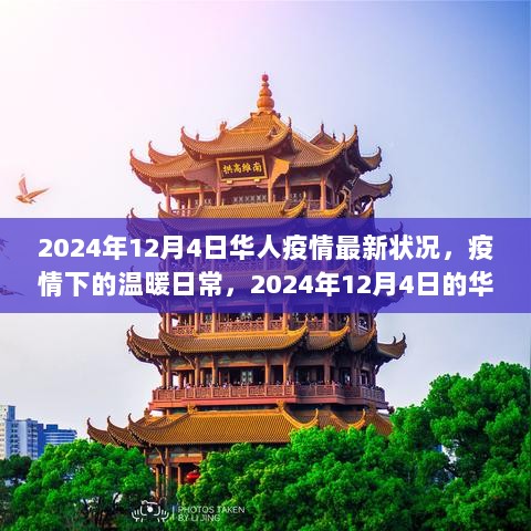 2024年12月4日华人疫情最新状况与抗疫趣事，疫情下的温暖日常