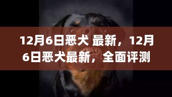 12月6日恶犬最新，全面评测与深度解析