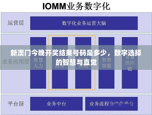 新澳门今晚开奖结果号码是多少，数字选择的智慧与直觉