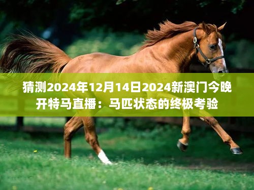 猜测2024年12月14日2024新澳门今晚开特马直播：马匹状态的终极考验