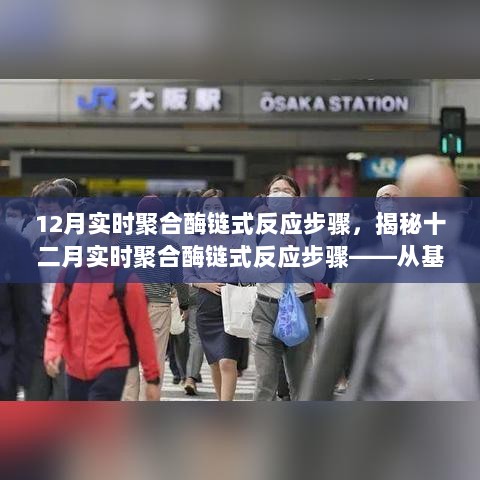 揭秘十二月实时聚合酶链式反应步骤，基础到精深的科学探索之旅