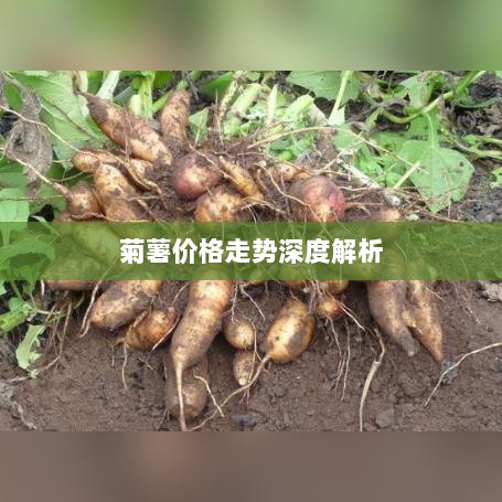 菊薯价格走势深度解析