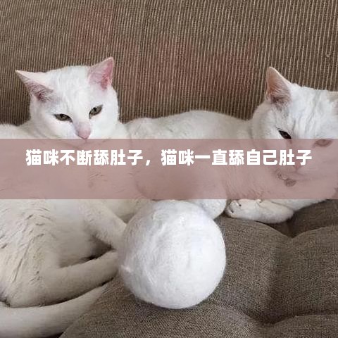 猫咪不断舔肚子，猫咪一直舔自己肚子 