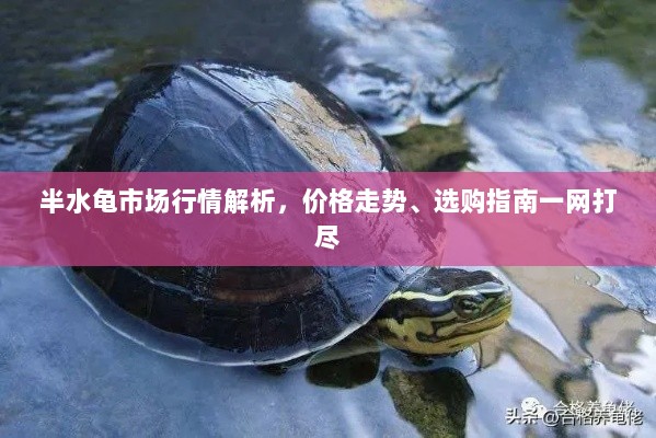 半水龟市场行情解析，价格走势、选购指南一网打尽