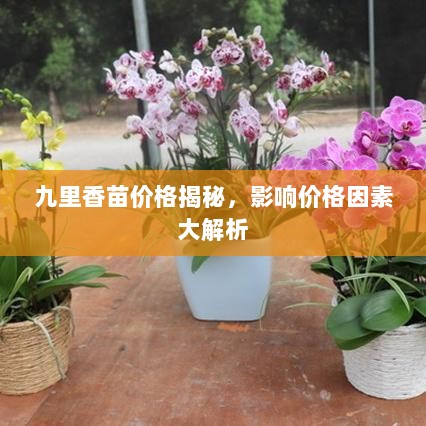 九里香苗价格揭秘，影响价格因素大解析