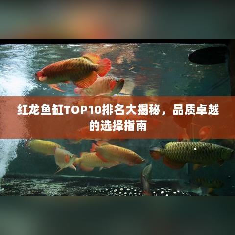 红龙鱼缸TOP10排名大揭秘，品质卓越的选择指南