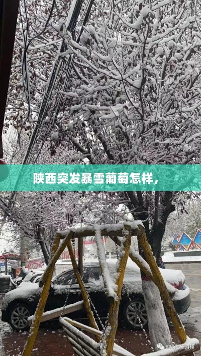 陕西突发暴雪葡萄怎样， 