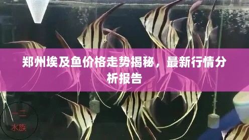 郑州埃及鱼价格走势揭秘，最新行情分析报告