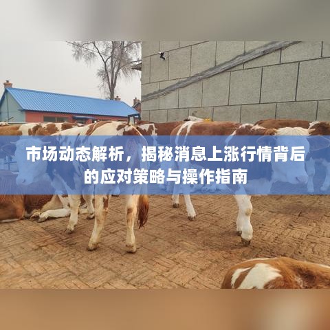 市场动态解析，揭秘消息上涨行情背后的应对策略与操作指南